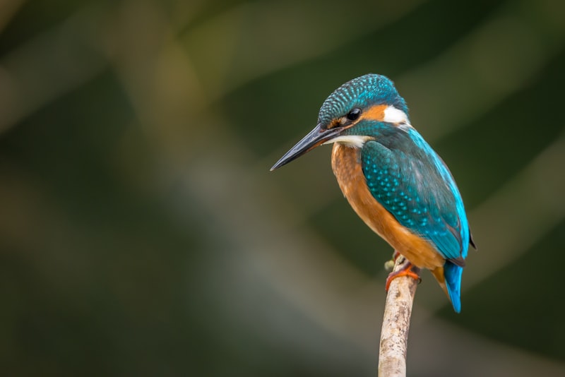 Chandigarh Bird Park landscape