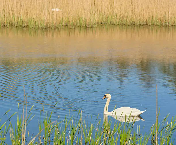 Aquatic Aviary swans