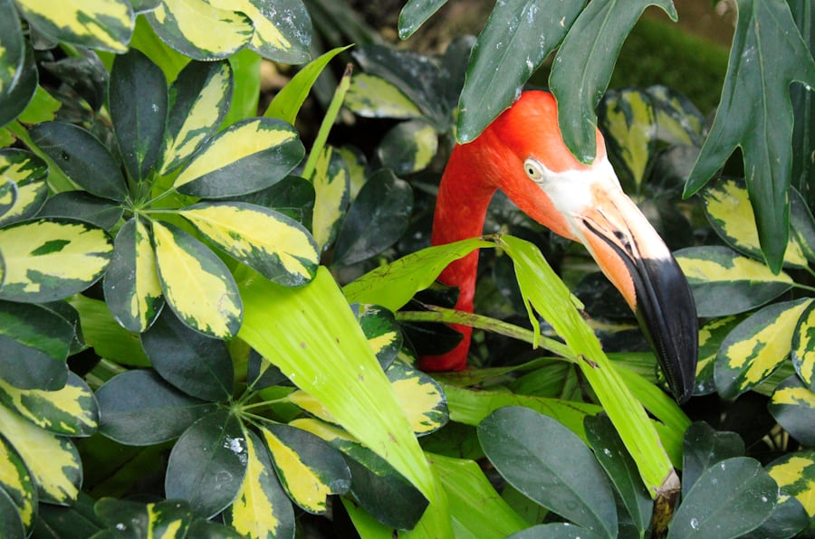 Terrestrial Aviary parrots
