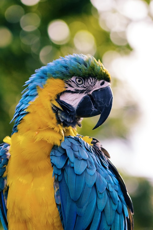 Macaw closeup