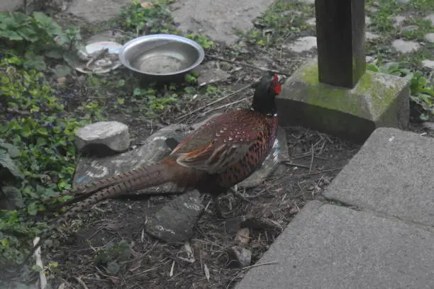 Pheasant