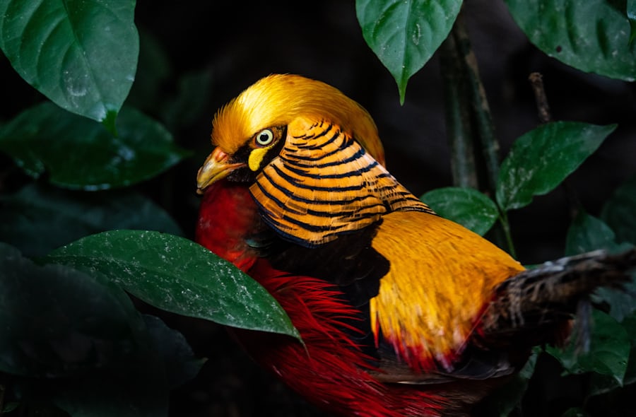 Golden Pheasant