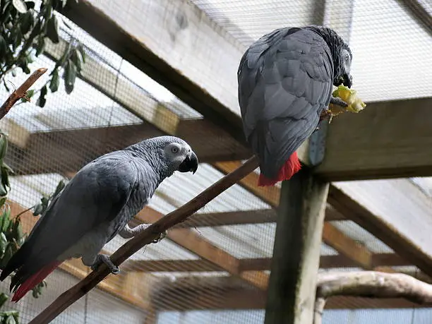 African Grey Parrot