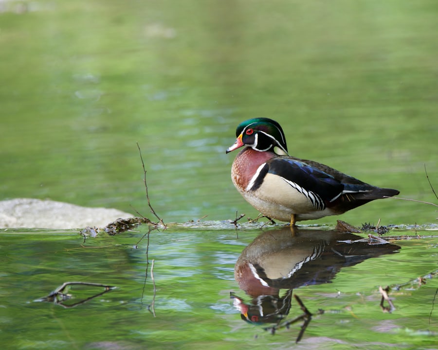 Wood Duck