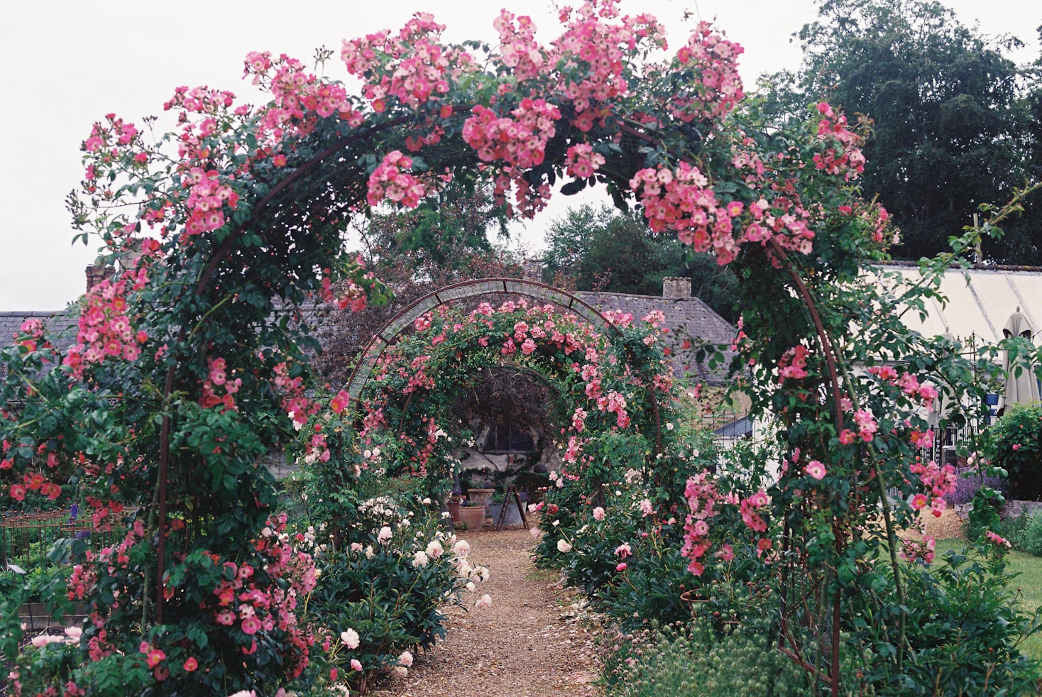 Bougainvillea arch