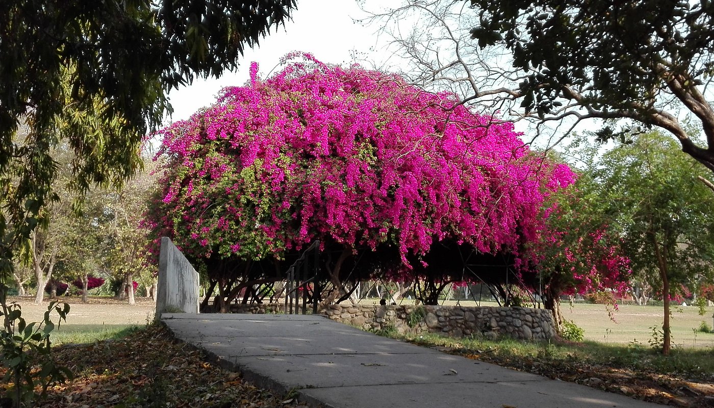 Bougainvillea Garden Chandigarh