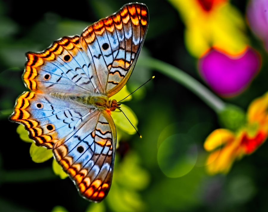 Butterfly close up