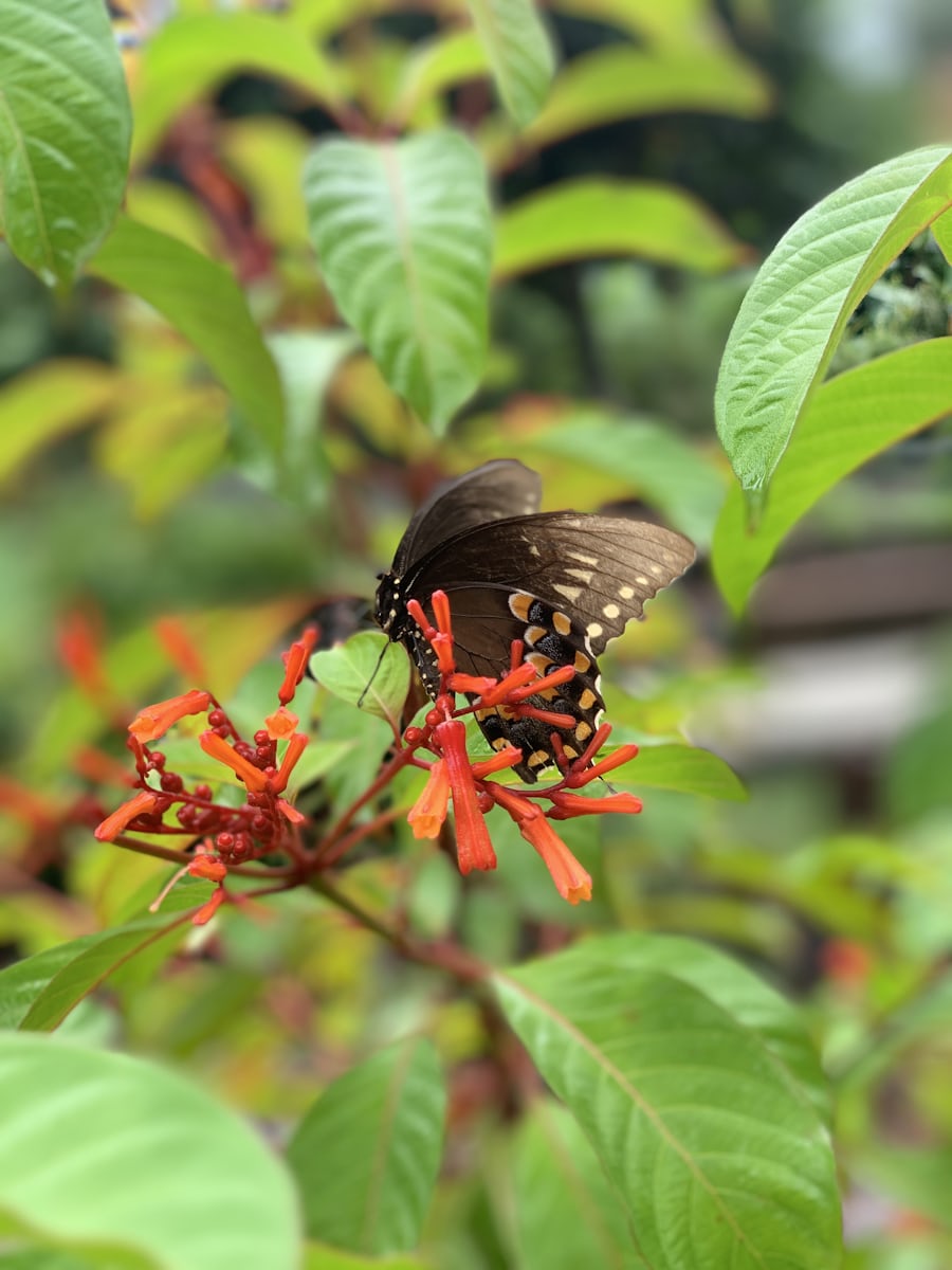 Nectar garden