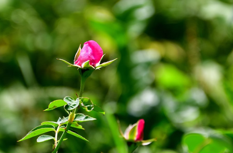 Roses