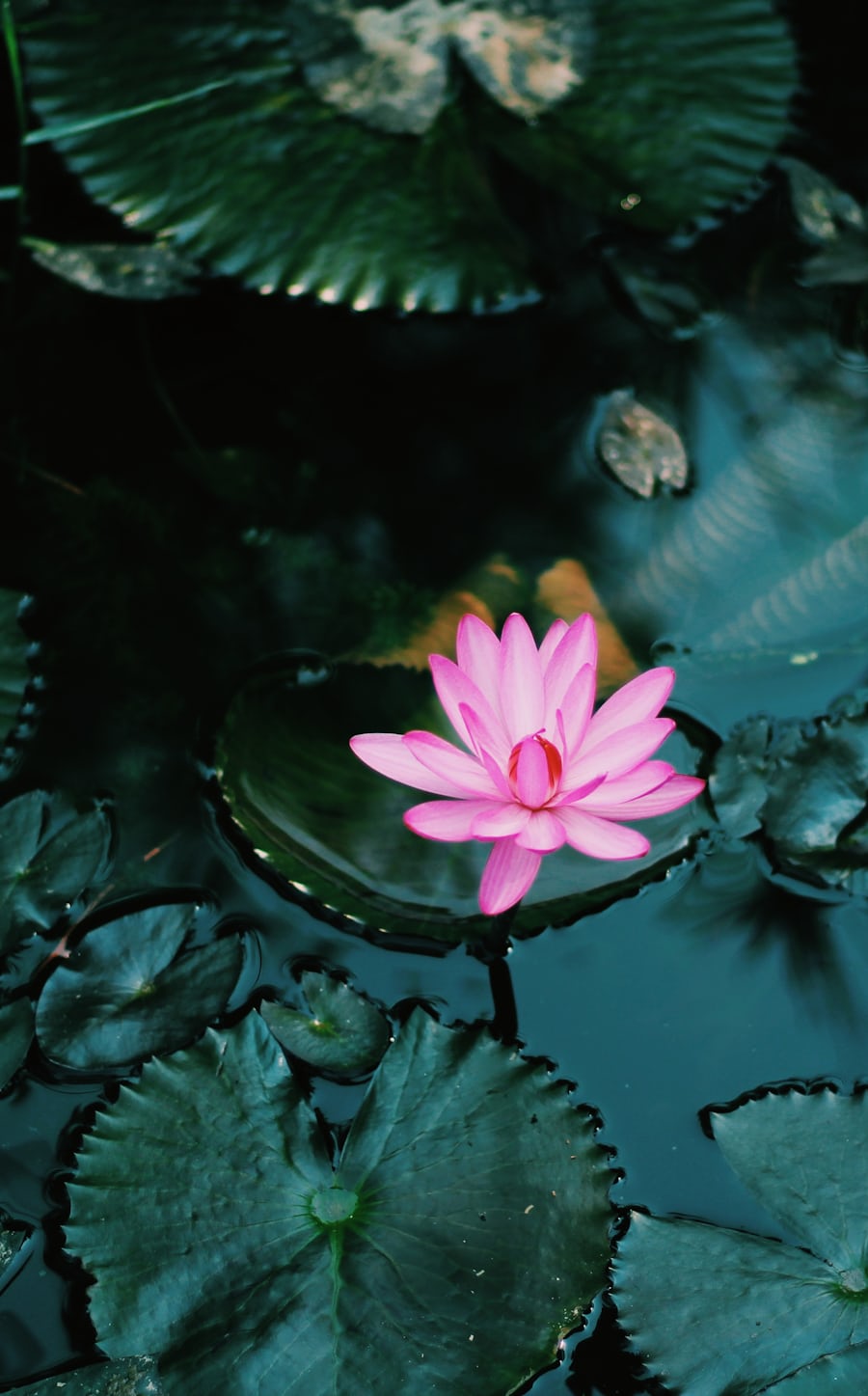 Lotus