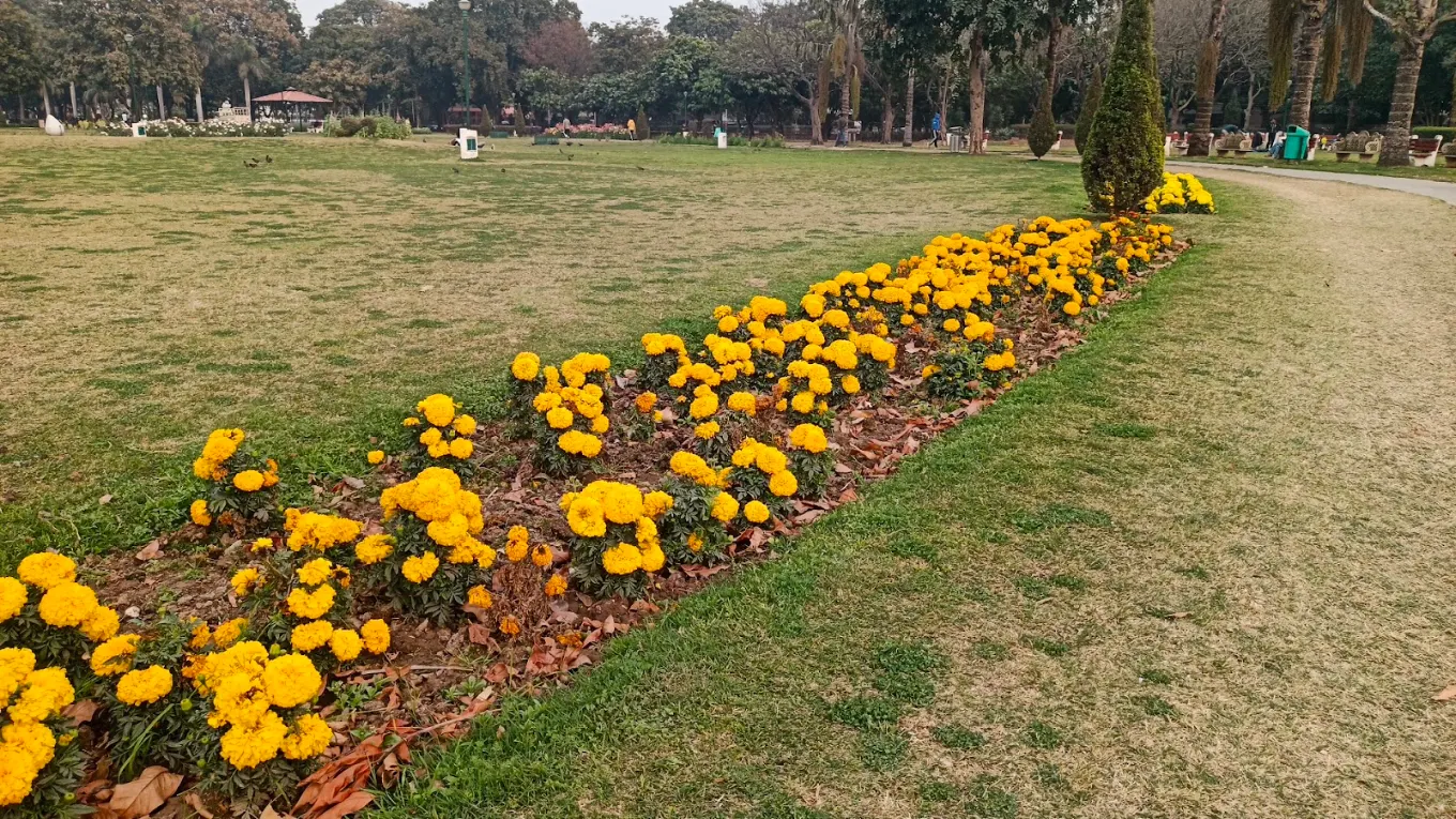 Aromatic flowers
