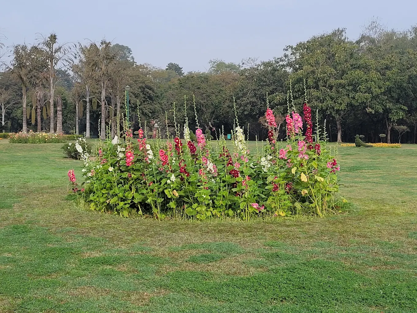 Lotus pond