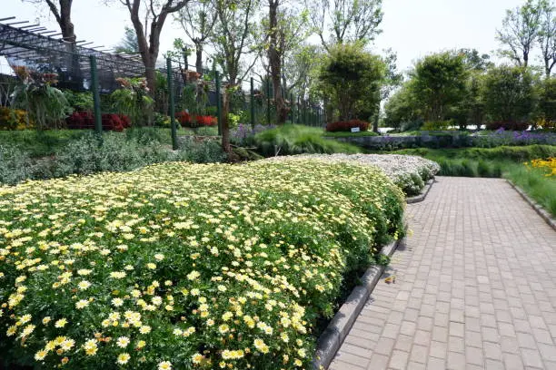 Chrysanthemum flowers