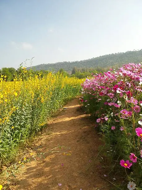 Walking paths